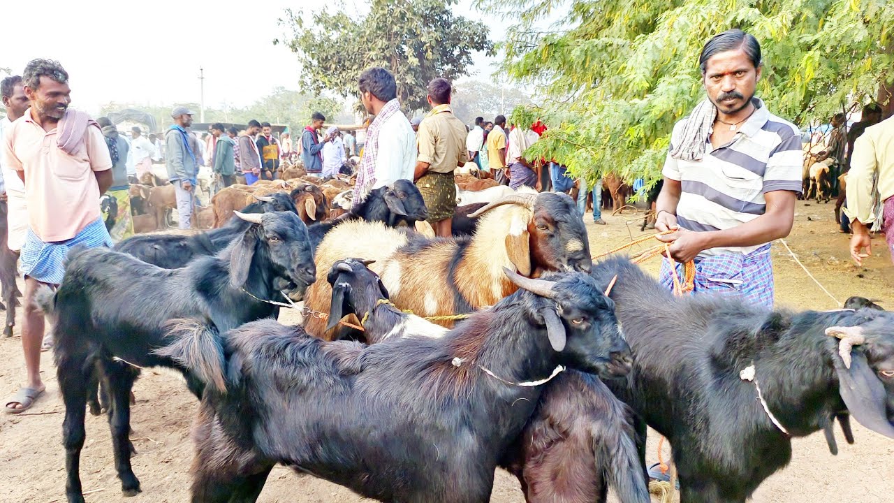 పెబ్బేరు సంతలో మేకపోతుల రేట్లు-rk kanna pebbair goat market-biggest goat market in pebbair telangana