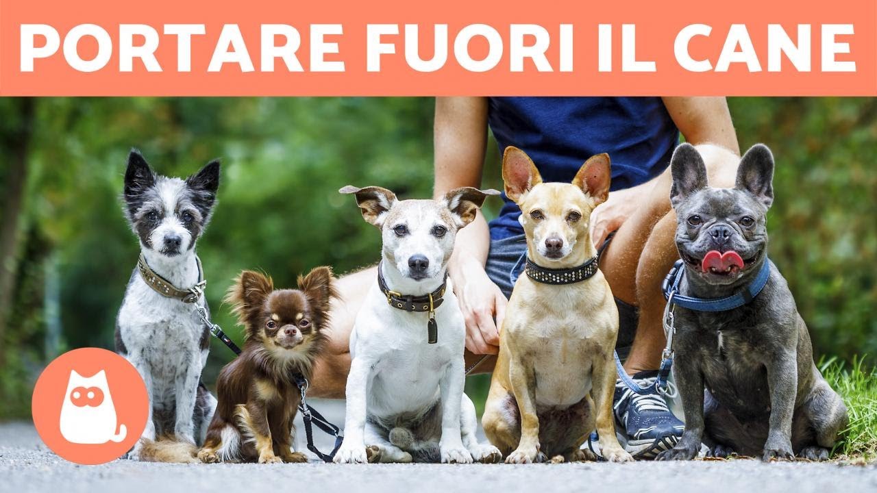 Quante volte portare fuori il cane?