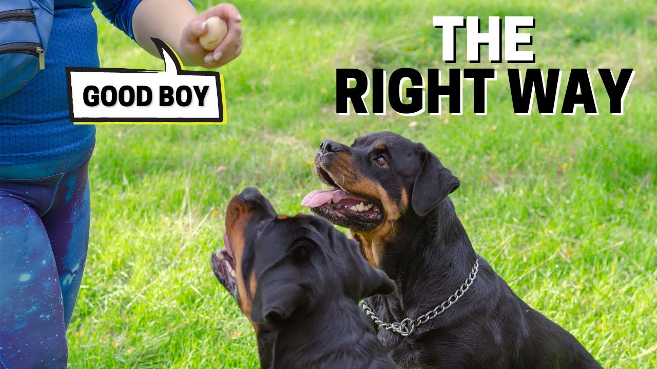 How to Punish Your Rottweiler THE RIGHT WAY?