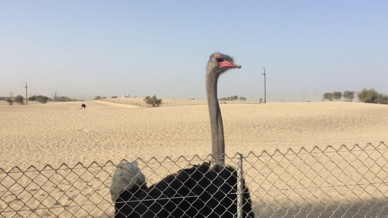 Dubai Nadal Sheba arya