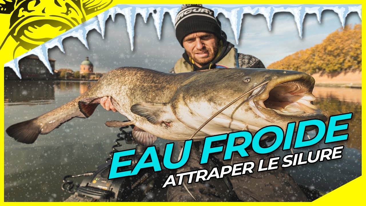 Pêche au silure en Toulouse sur la Garonne !! | Silure en hiver | Touches en direct