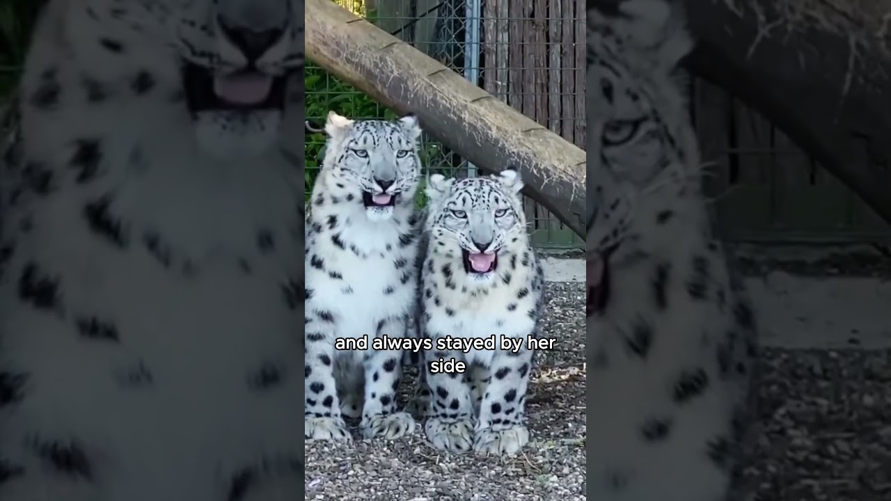 Snow leopard can’t sleep when she’s pregnant,her husband’s behavior warms the heart #animals #love