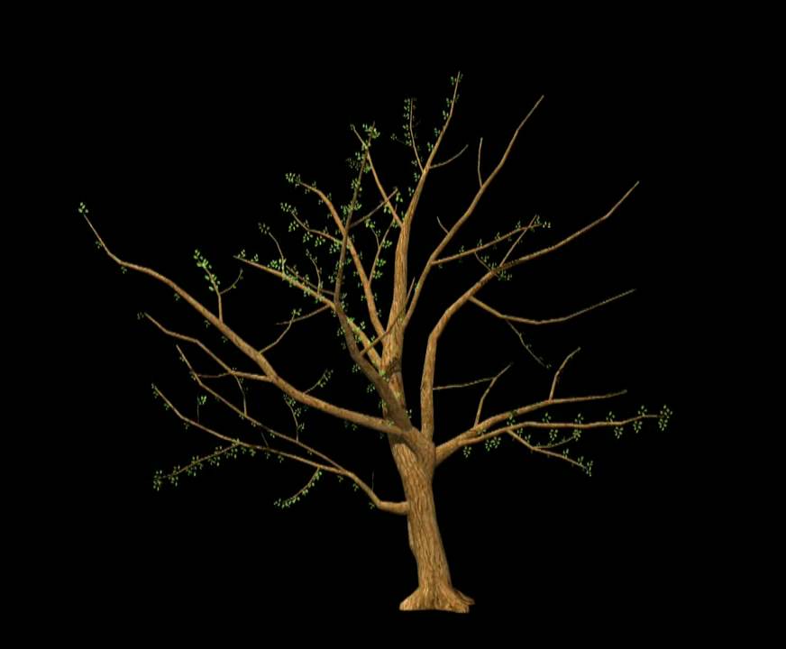 Maya sakura tree grow animation