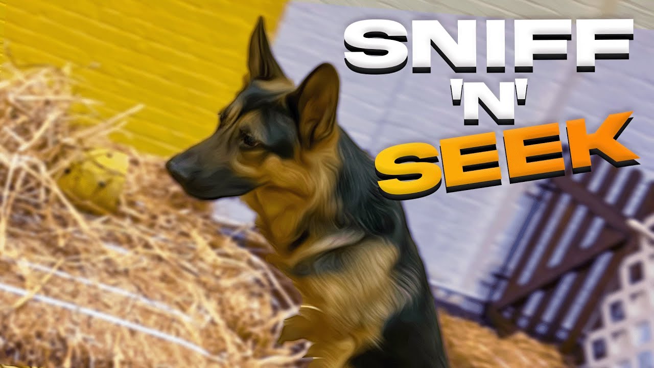 From Bark to Balance: Chiropractic Magic at Sniff N Seek! (Barn Hunt Training in NYC)