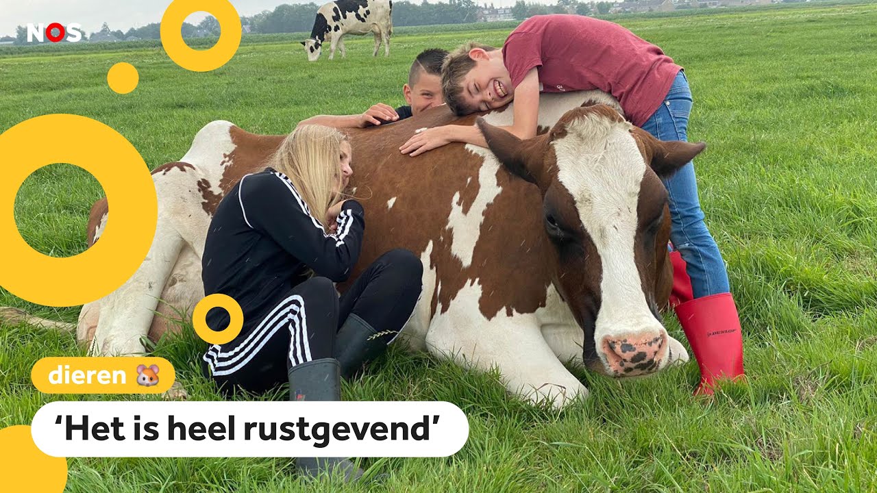 Koe-knuffelen in Beets ineens heel populair