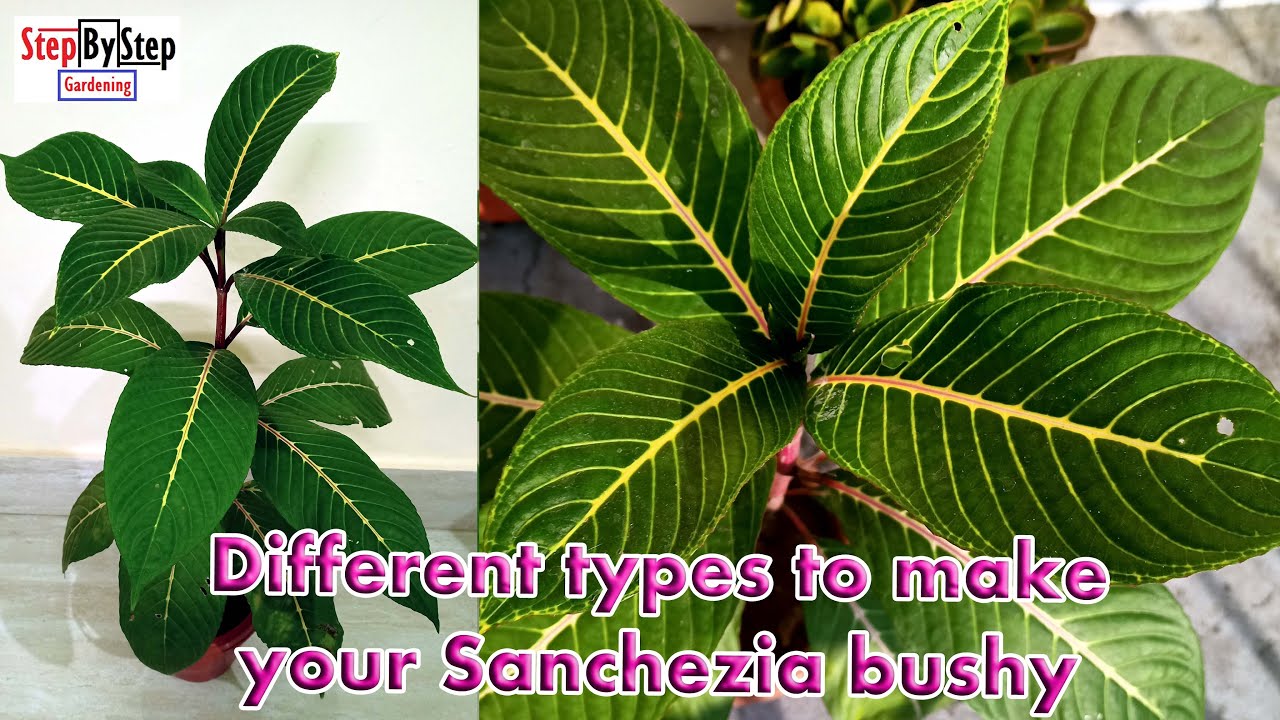 Different types to make your Sanchezia plant bushy//Sanchezia plant prune, propagate and make bushy