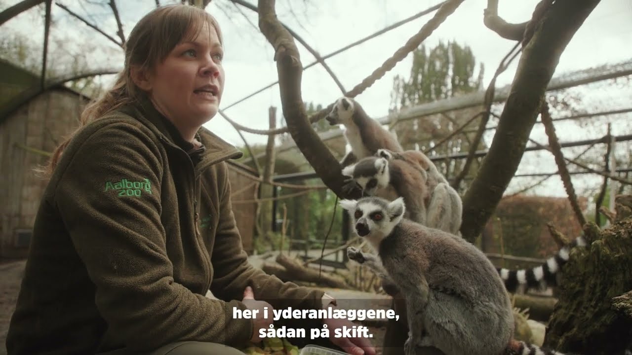 Nyt Madagascaranlæg og lemurer | Vlog Sæson 4 | Episode 4 | Aalborg Zoo