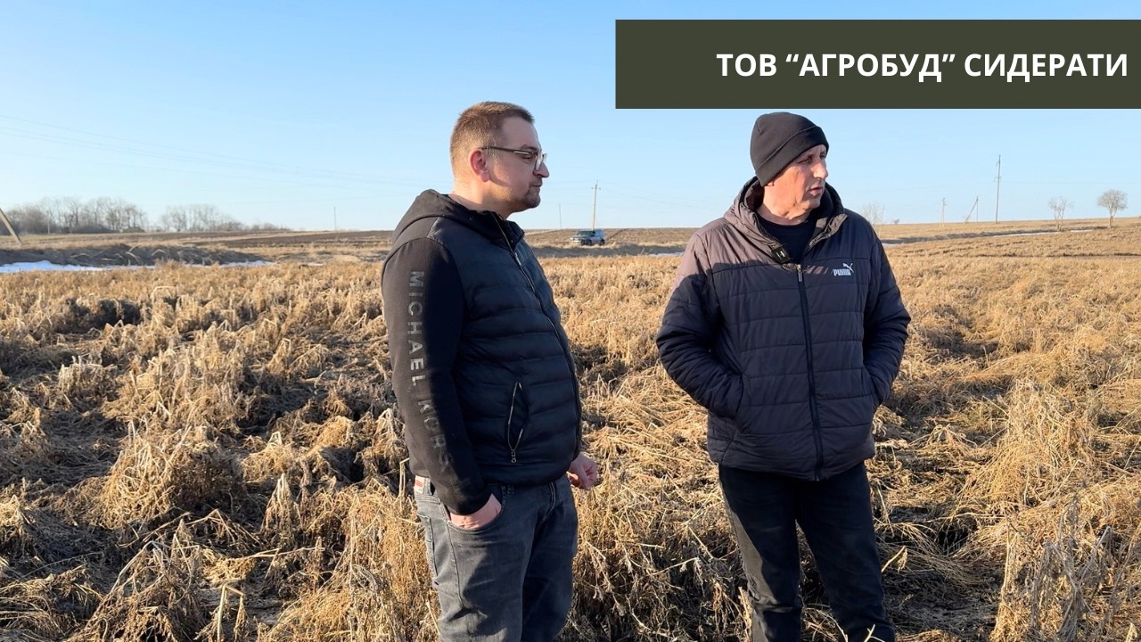 #323 Сидерати зайшли в зиму без обробки | В полі з Віктором Філатовим — черв’яки під сидератами