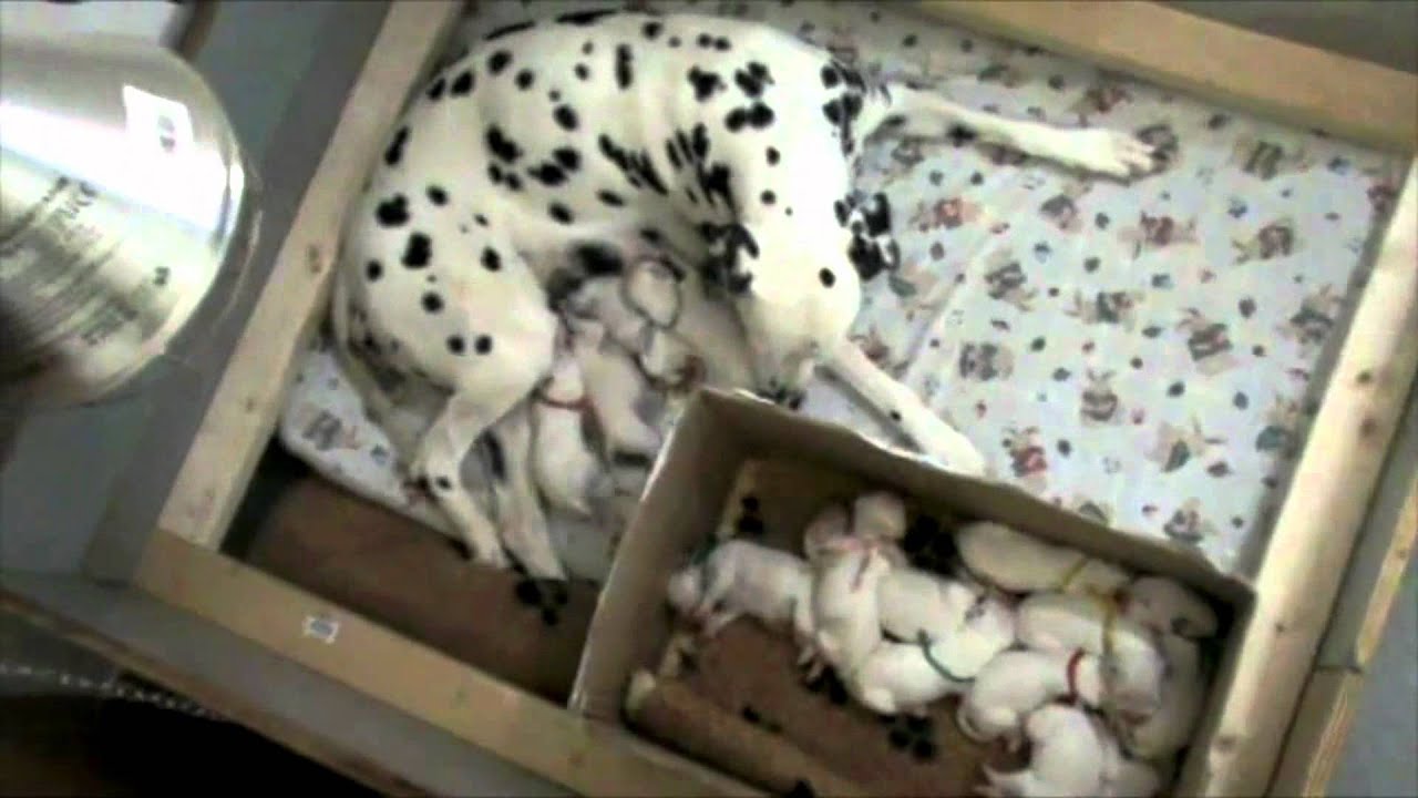 Cuccioli di Dalmata, Bassotto, Labrador ,Bouledogue francesi