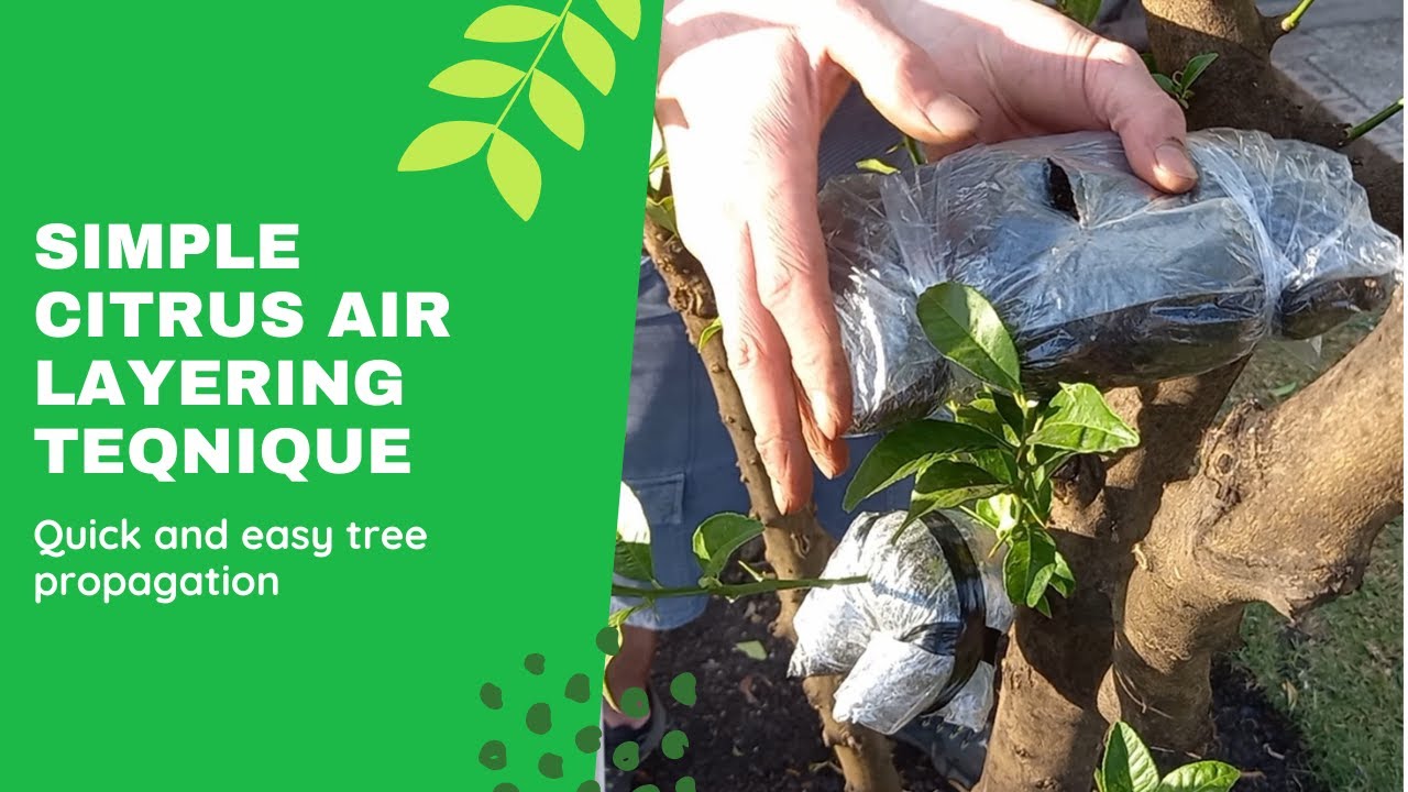 Air layer citrus sucker branches to propagatte them