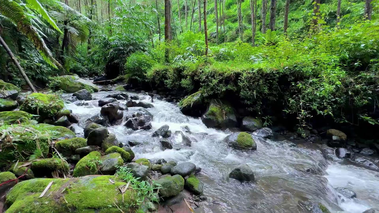 Maintain deep relaxation with peaceful river ambience beneath daylight trees calming the mind