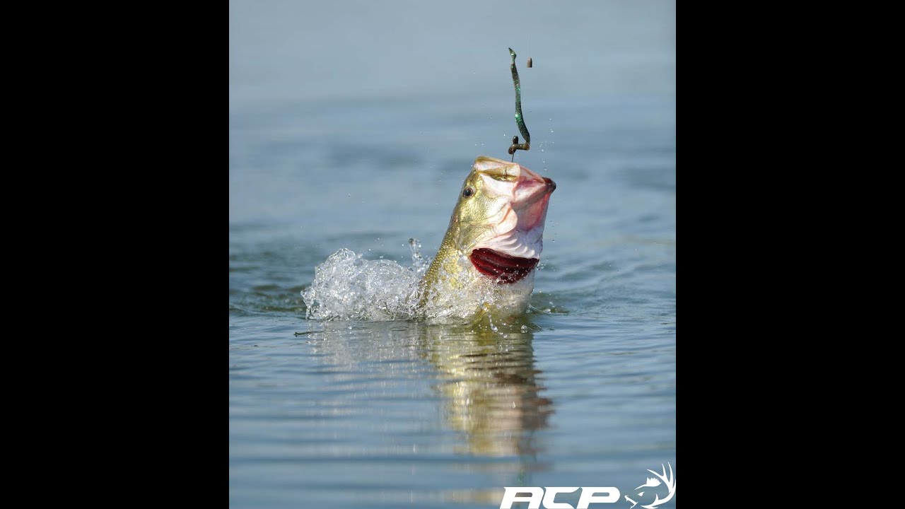 Un nouveau leurre à essayer