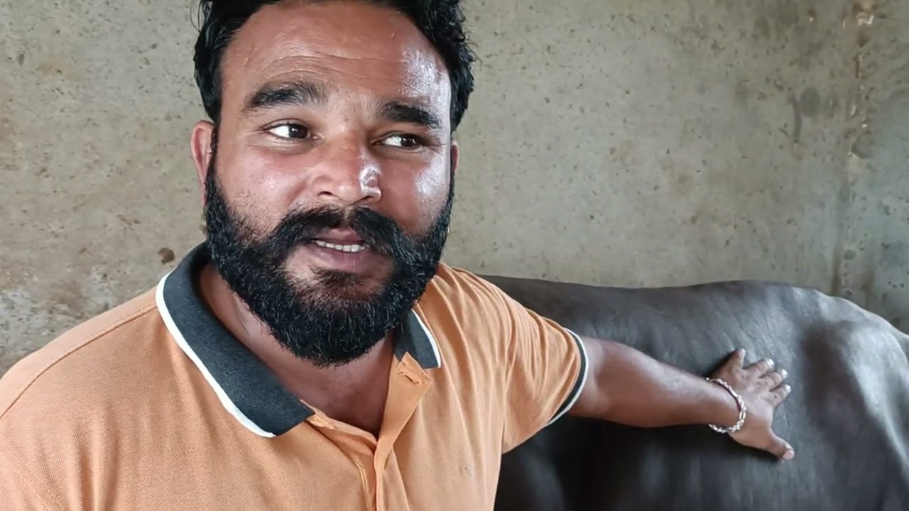 ਕਰੋ ਜੀ ਦਰਸ਼ਨ ਨਾਗ Bull Nile Ravi Pindi Sidhu ਹੋਰ ਵੀ Top quality Bull and Buffaloes Breeding Farmers