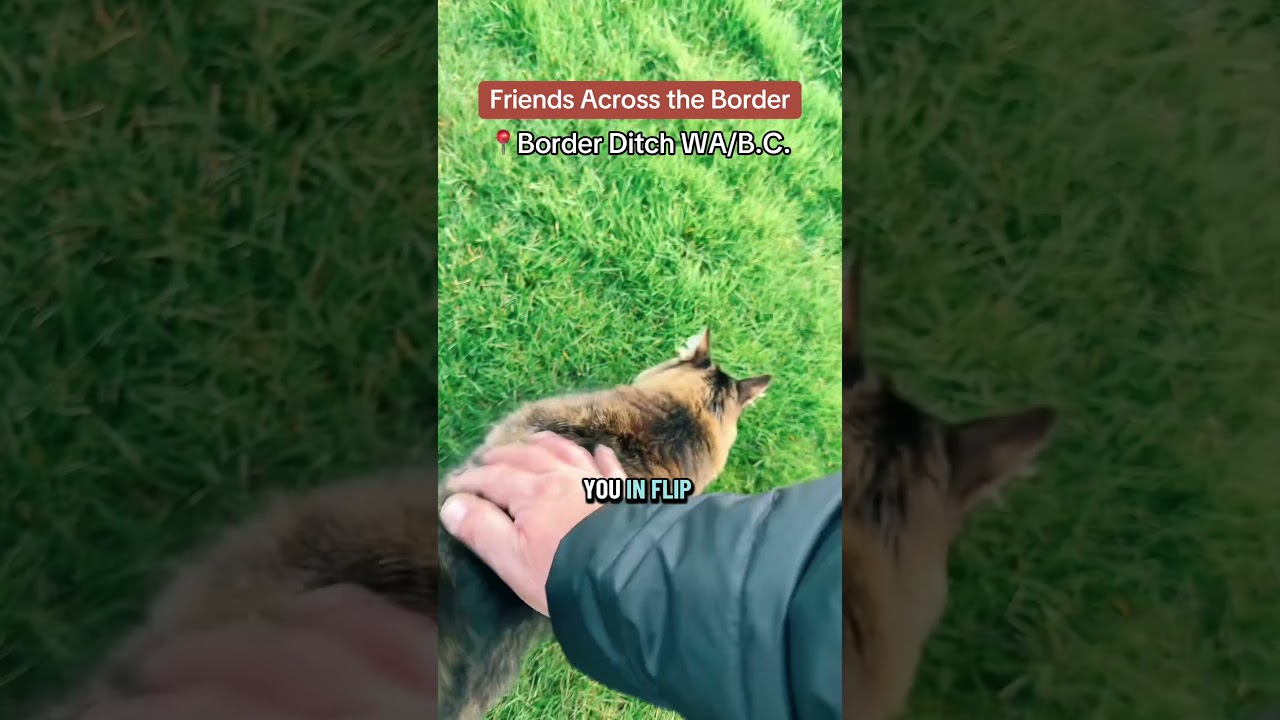 Making friends in Canada while standing in the USA #borderkitty
