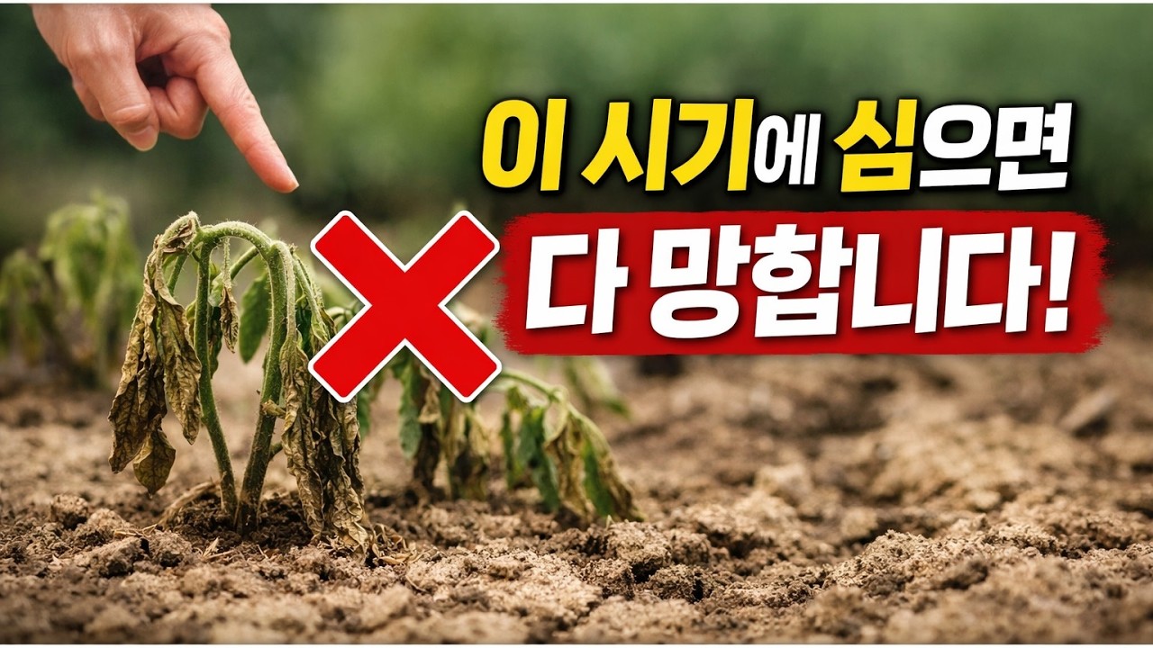 3월에 이걸 심으세요! 1년 농사를 좌우하는 '결정적 시기' (토마토, 당근 파종법)