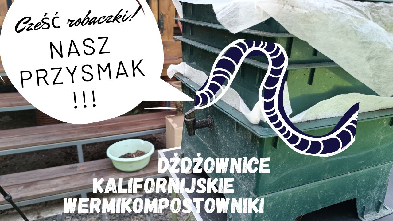 TEST 🍉 ARBUZA. Ile czasu potrzebują dżdżownice...?