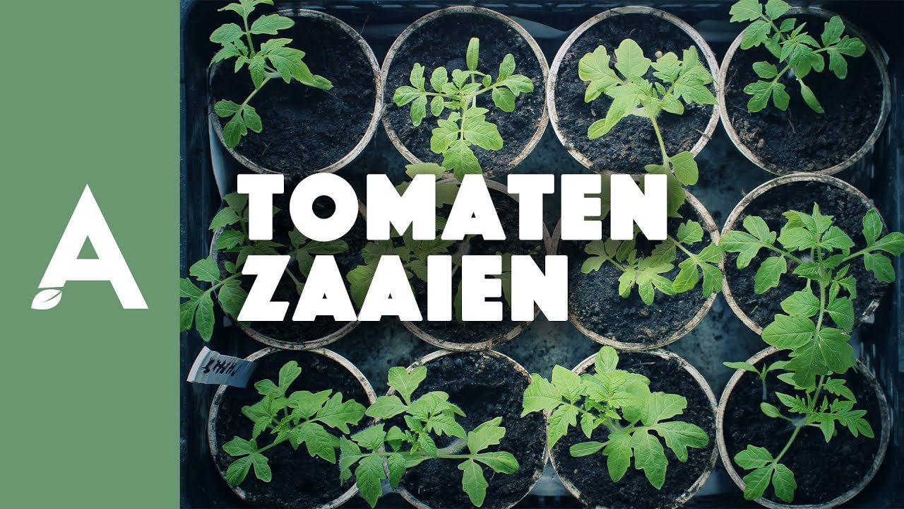 Tomaten zaaien I Een groener thuis #05 I Angelo Dorny