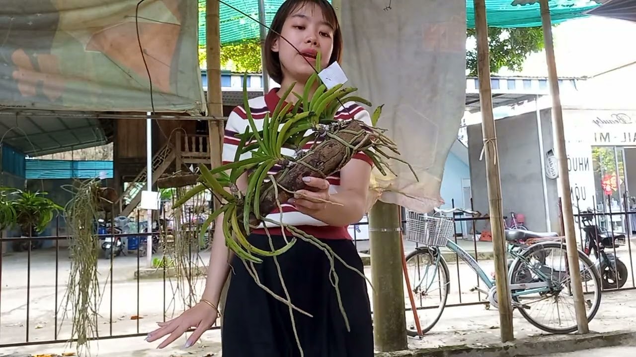 27/2/2026 CÔ GIÁO VÙNG CAO BÁN LAN RỪNG GIÁ RẺ 0364773794 @ PHONG LAN RỪNG HÒA BÌNH 