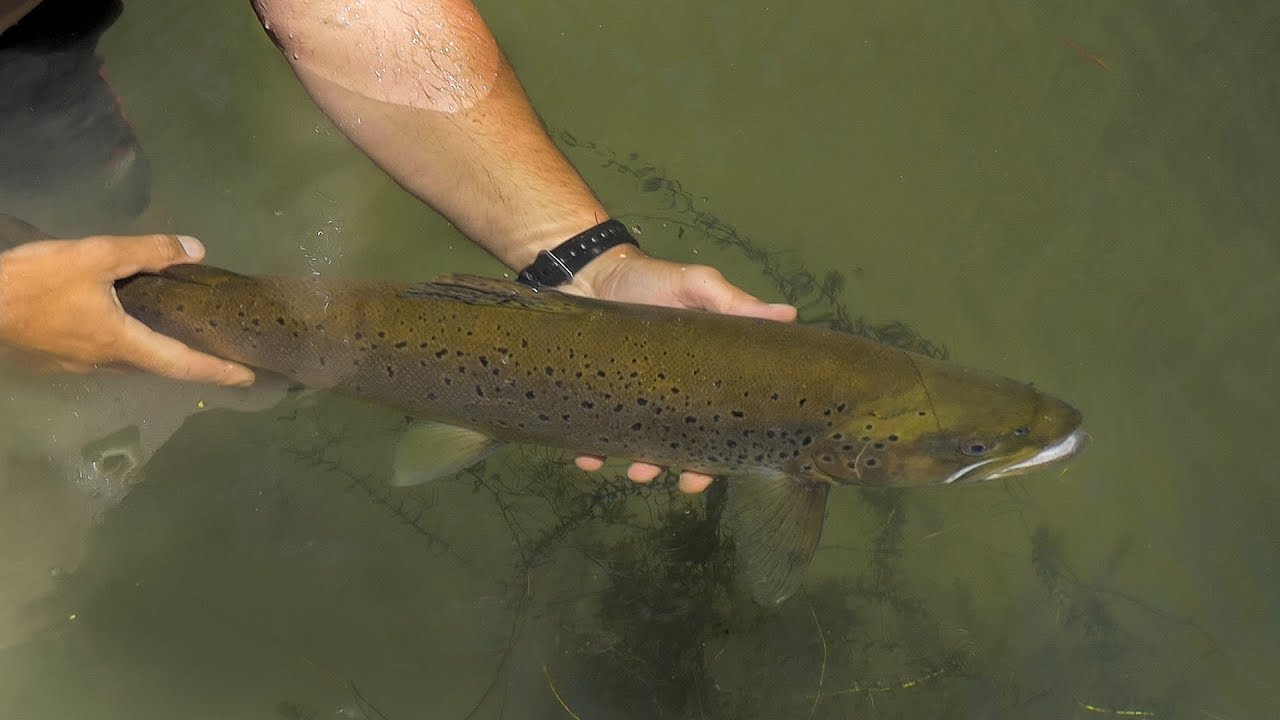 2019 Ep. # 1   -  The Swamp - Sight Fly Fishing for Brown Trout