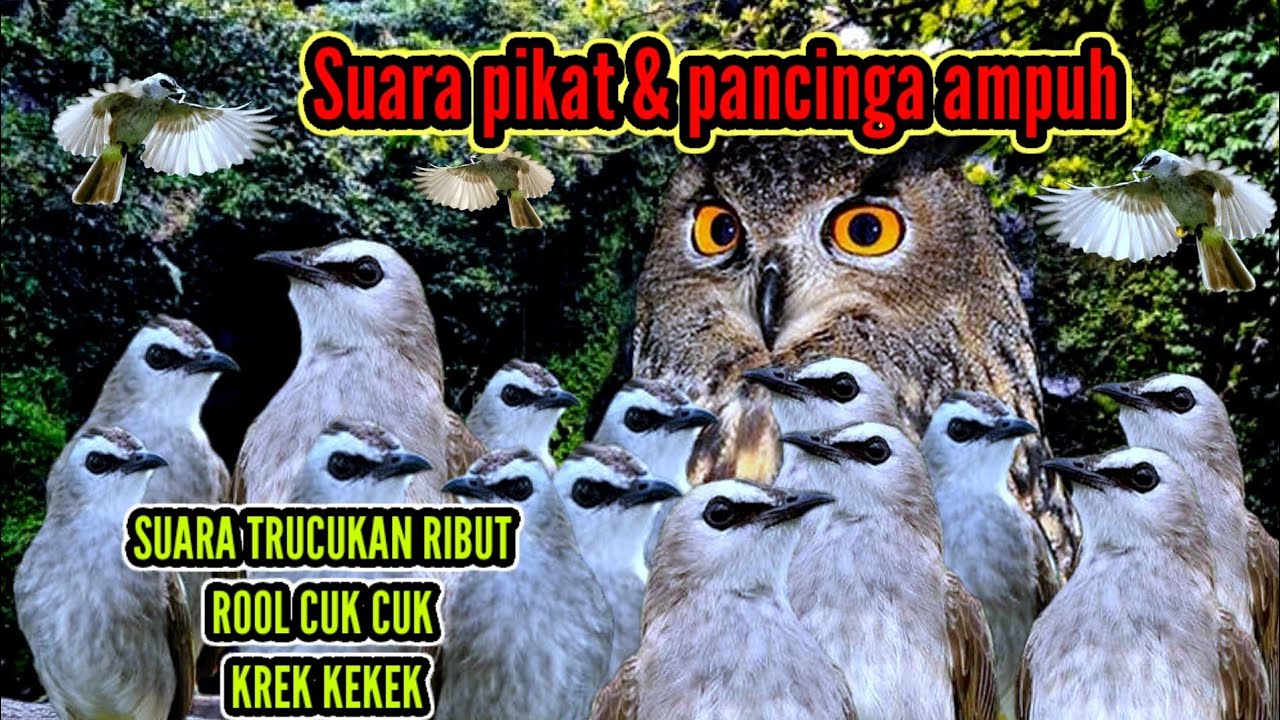 SUARA PIKAT BURUNG TRUCUKAN,SUARA TRUCUKAN RIBUT/JOGJOG RIBUT