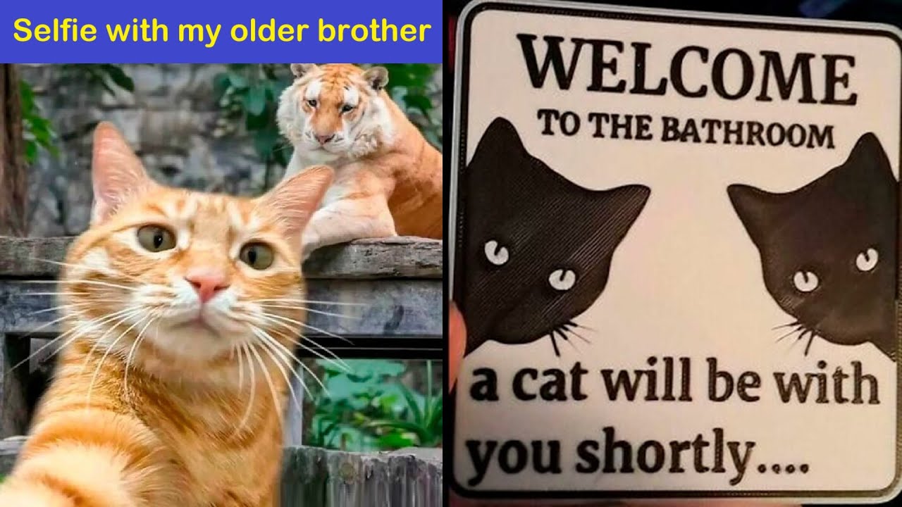 We Heard You Like Cat Memes, So We Brought You a Bunch More | Happy And Fun