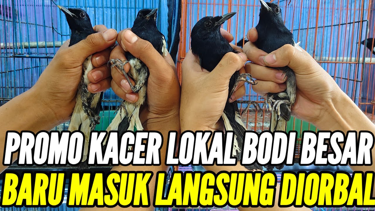 🔴 BONGKAR LAGI  ! BANYAK STOKNYA MASIH DIJALUR PROMO 0838-7553-6945