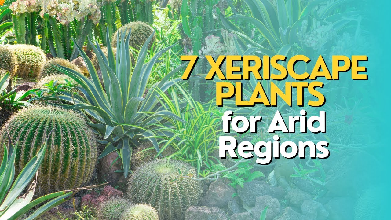 Top 7 Xeriscape Plants for Arid Regions