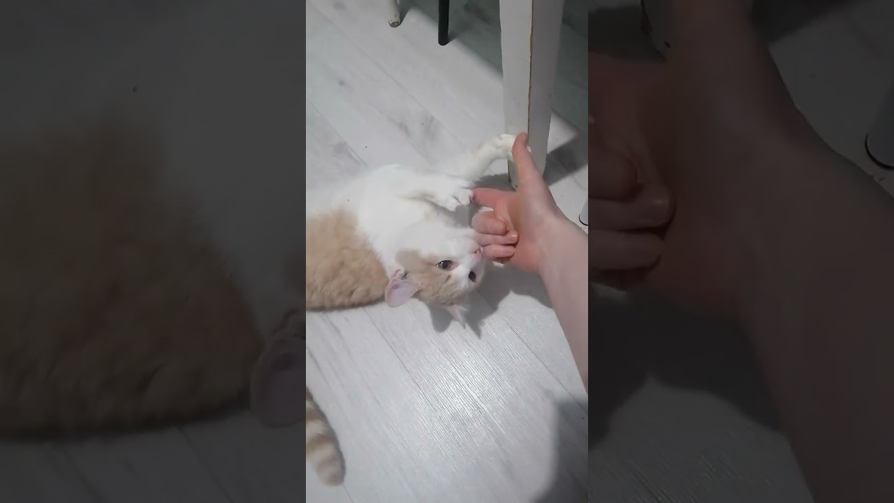 Котофей Пушкин #cat