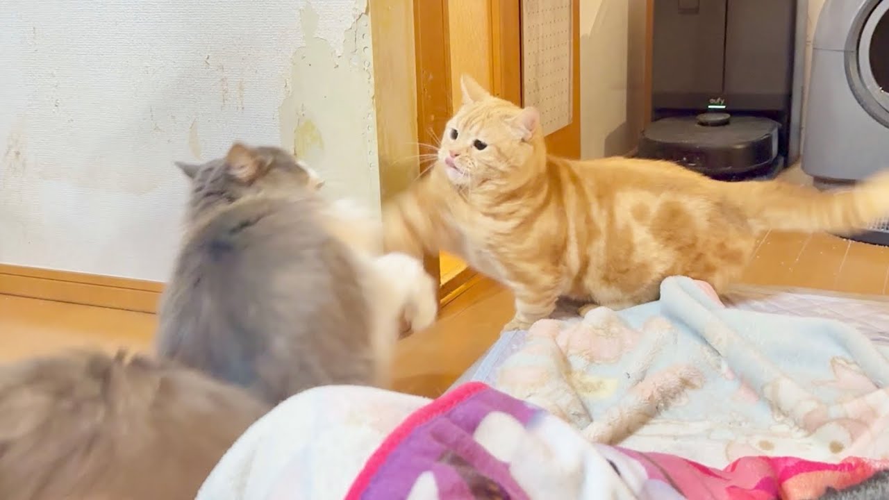 ちゃーぼーが主役の運動会はやさしいふんいき。