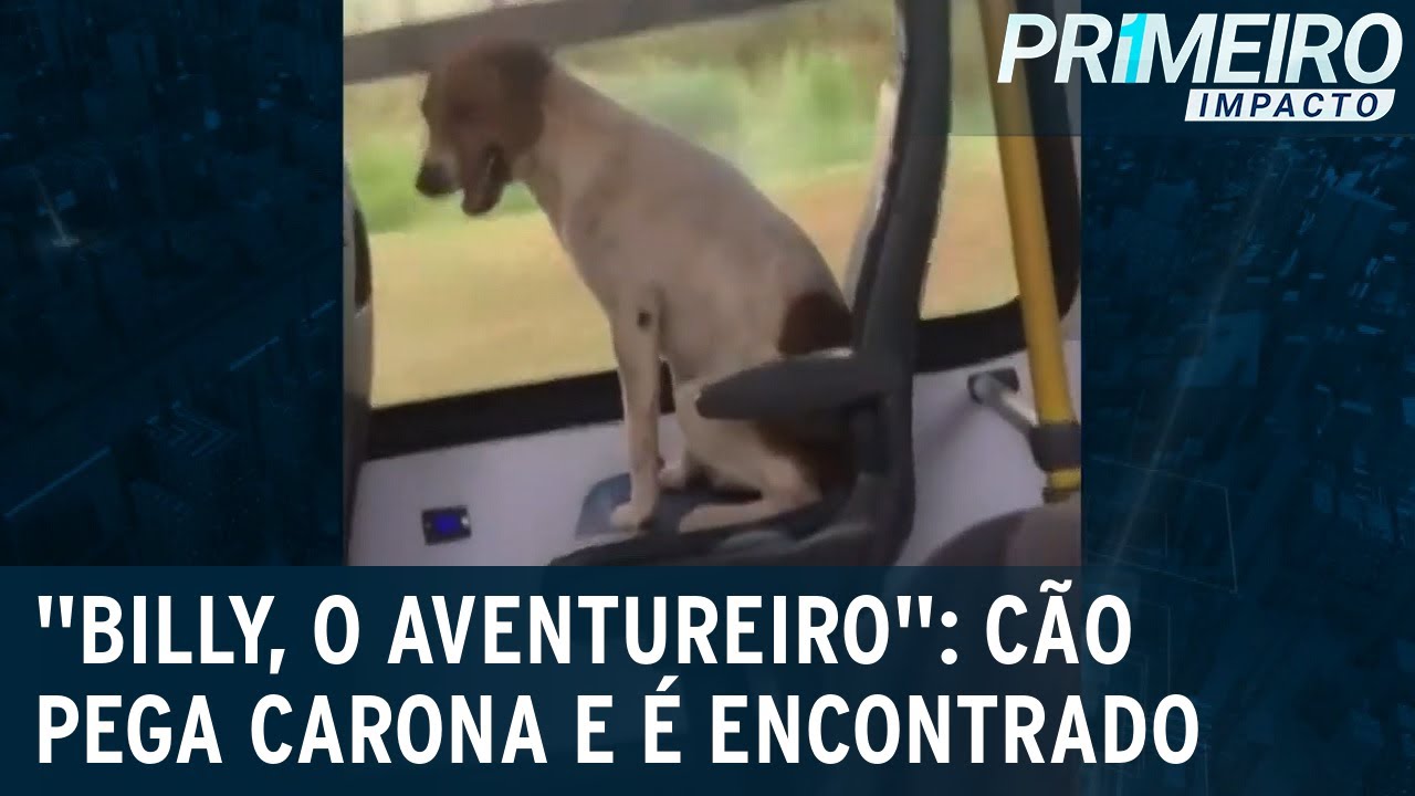 Aventura: cachorro desaparecido é flagrado dentro de ônibus | Primeiro Impacto (10/05/23)