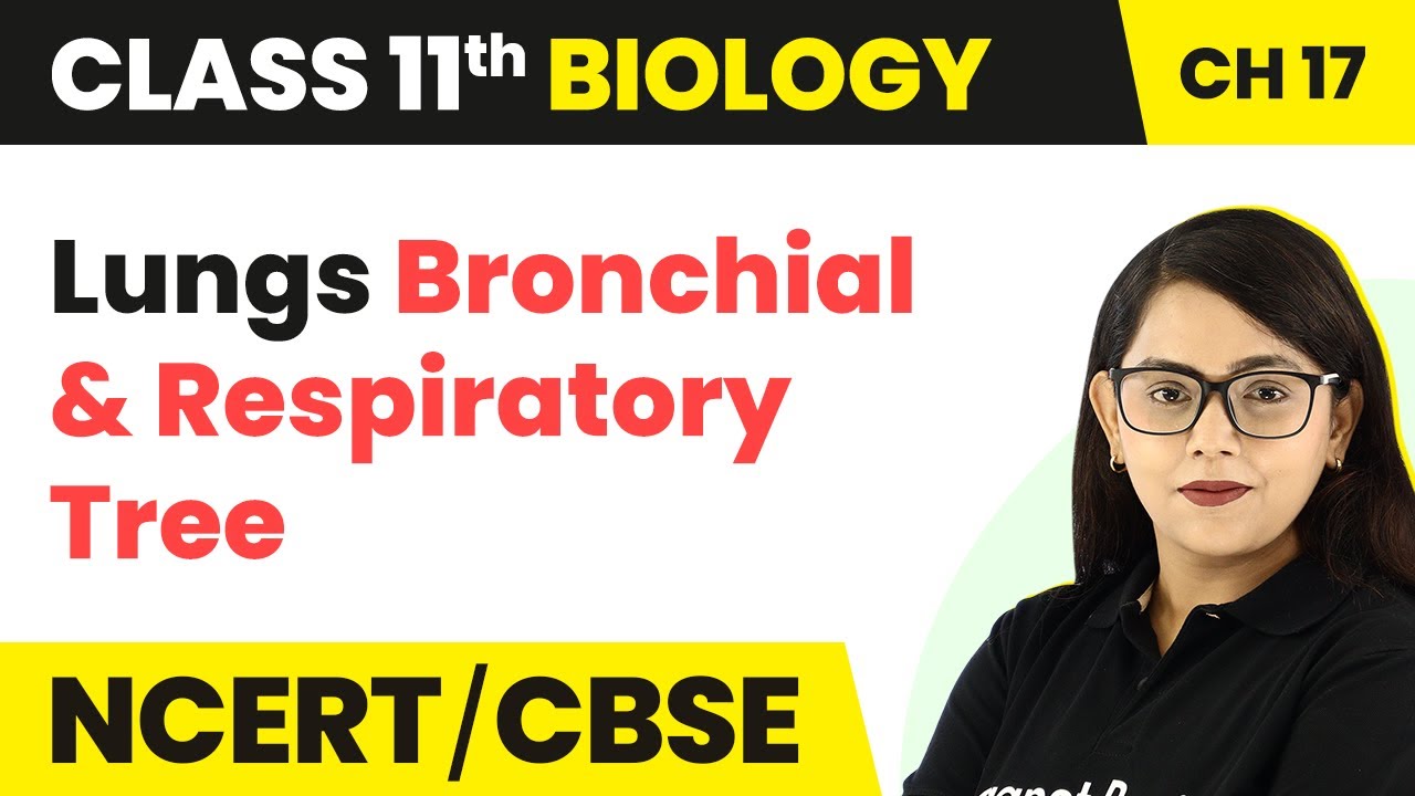 Lungs (Bronchial and Respiratory Tree) -Breathing and Exchange of Gases|Class 11 Biology