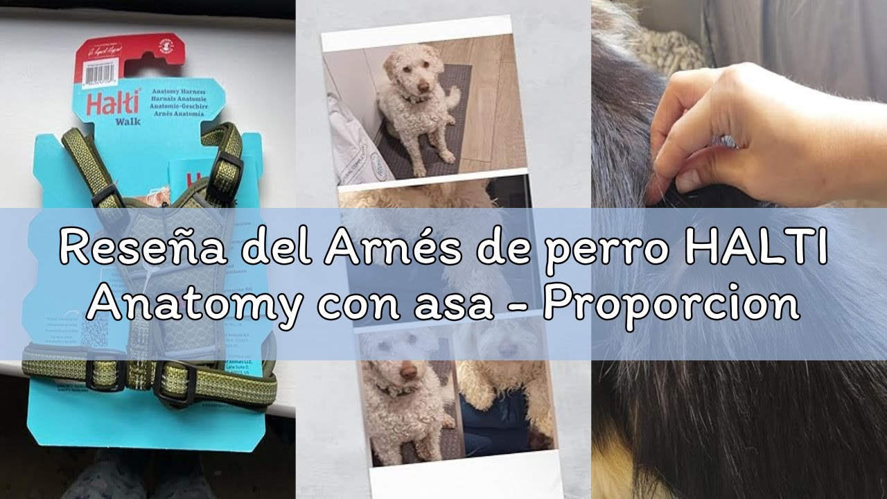 Reseña del Arnés de perro HALTI Anatomy con asa - Proporciona libertad de movimiento a tu perro para
