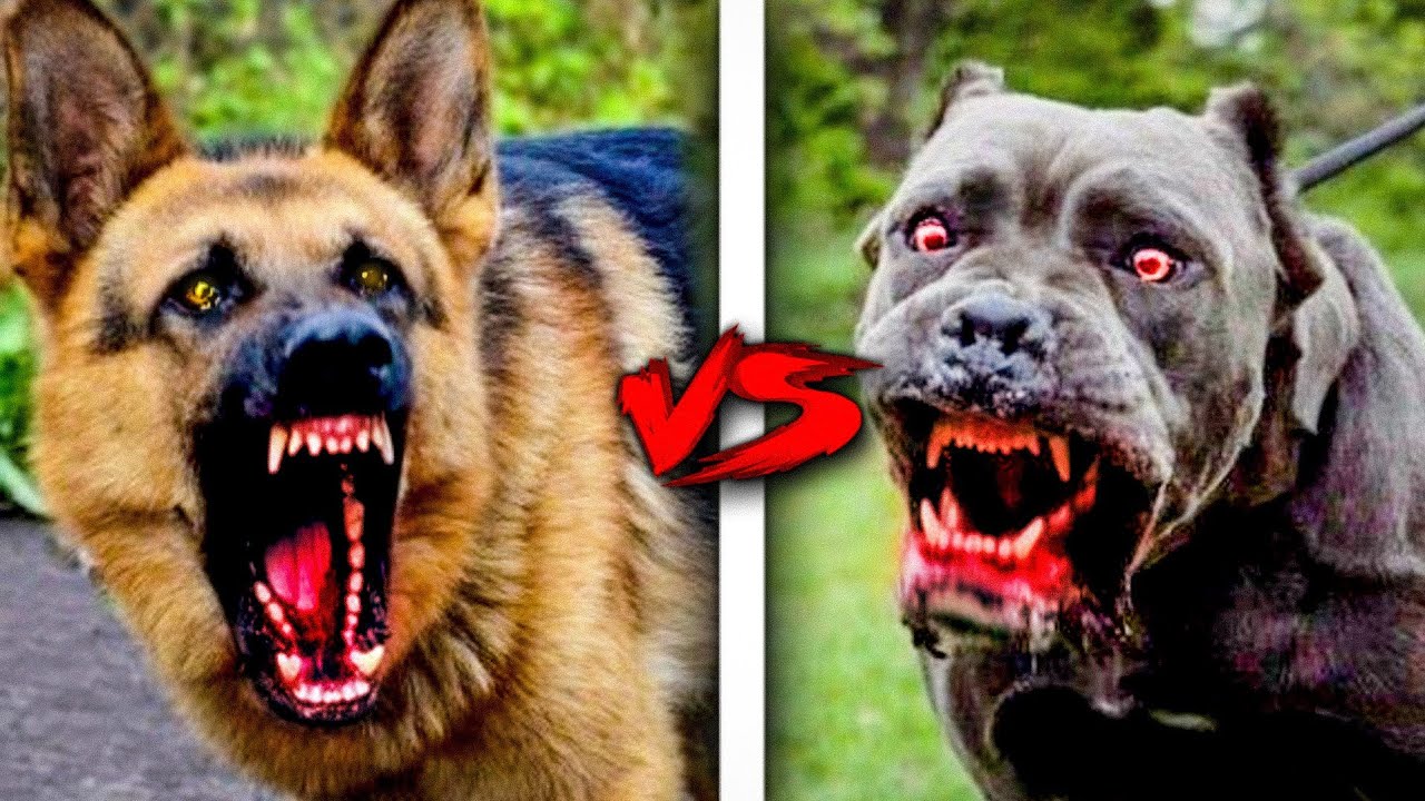 PASTOR ALEMÃO VS PITBULL - Qual é o mais forte e Quem vence essa luta?