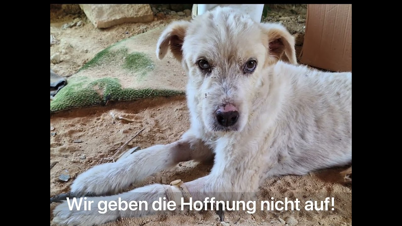 Das Leben war nicht mehr sicher!