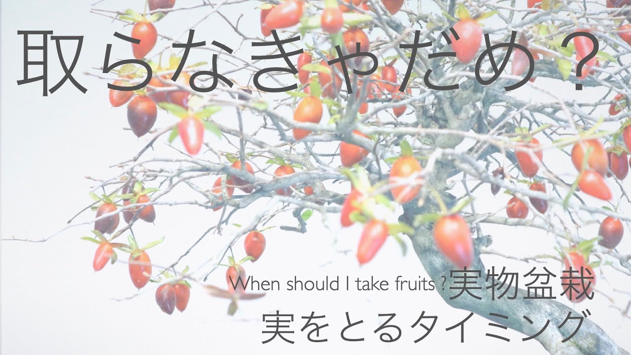 いつ取るの ? 実物盆栽 / 老爺ガキ