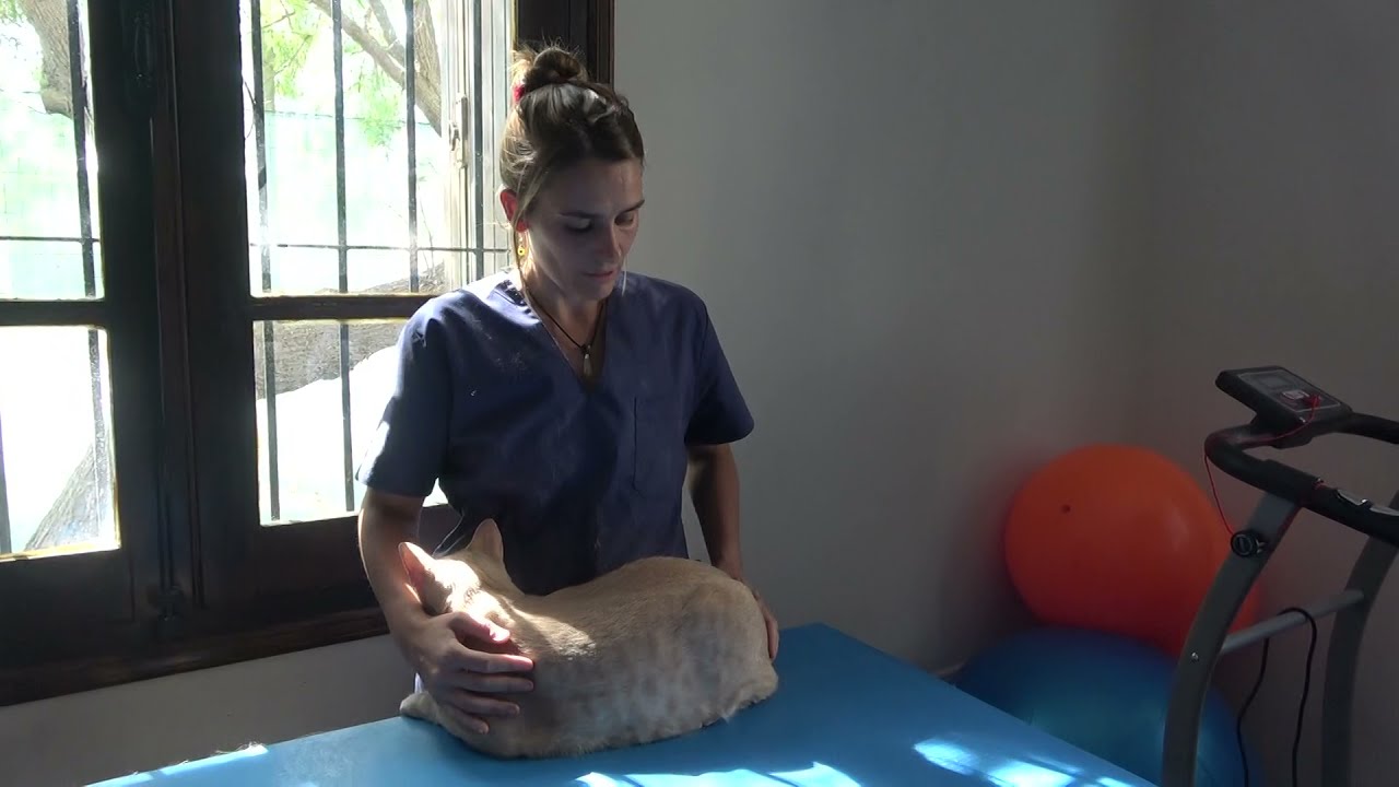 Técnica de Masaje Suave en Gatos