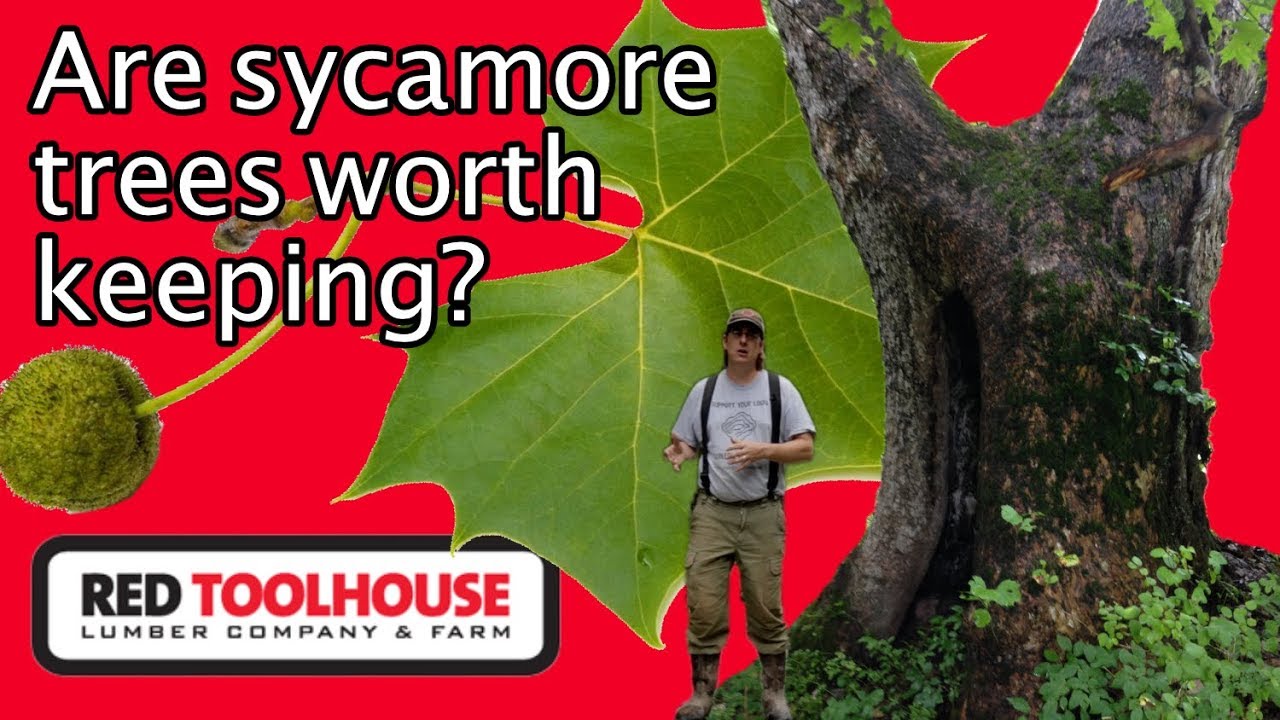 Ep147: Is the sycamore tree worthless to have on the homestead?