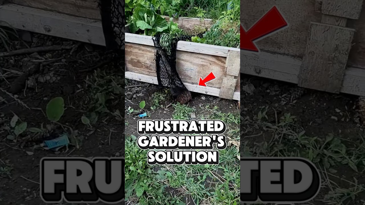 Garden Defense Strategy #short #shorts #shortvideo