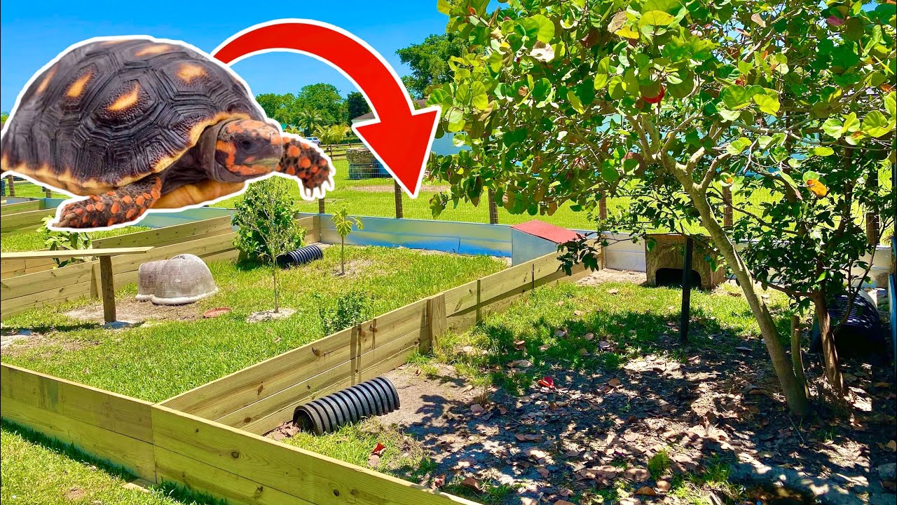 BUILDING NEW BACKYARD PET TORTOISE HOMES!!