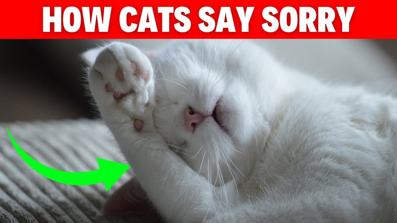 How Cats Say Sorry! (#3 is SHOCKING) #catlovers #catbreed #catvideos #pets #cats