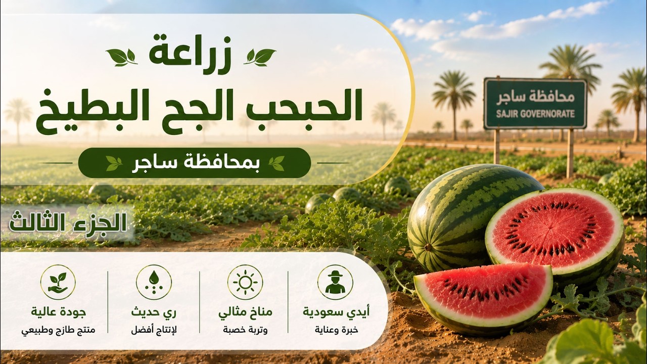 زراعة الحبحب الجح البطيخ بساجر الجزء الثالث