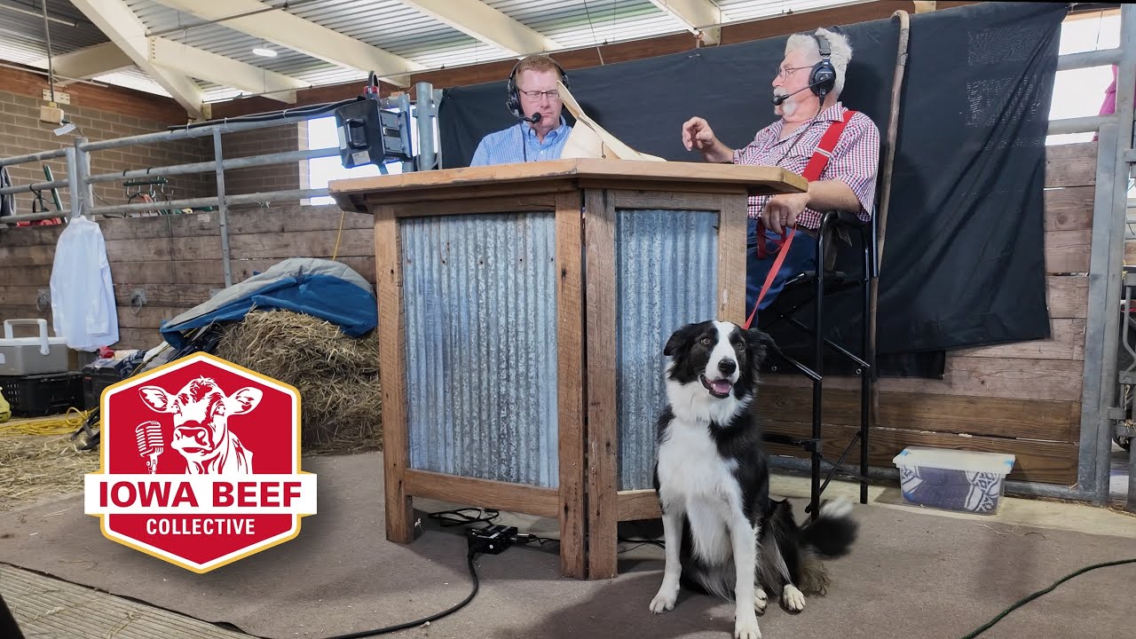 Stock Dog Trials: Good Dogs and Poor Handlers