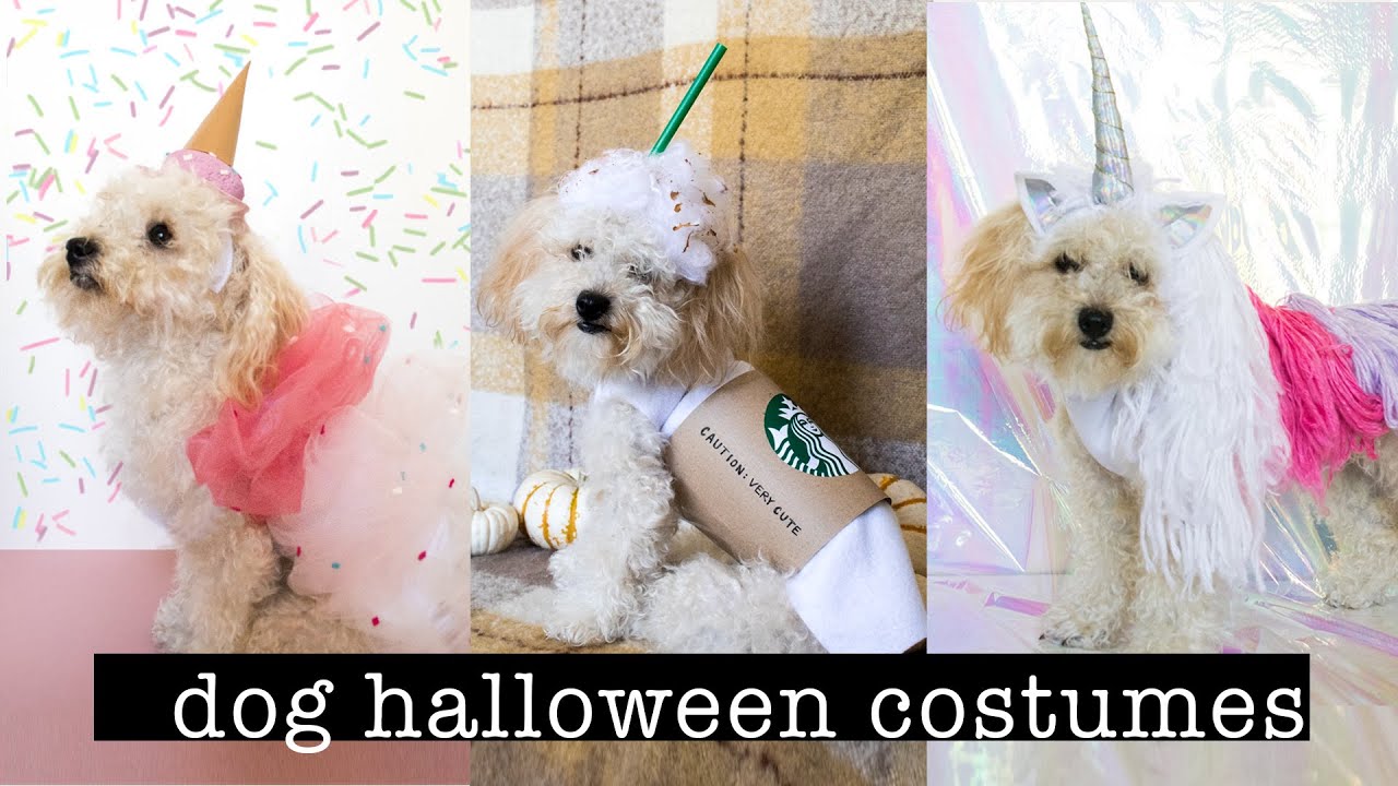 DIY Halloween Costumes for DOGS | XO, MaCenna