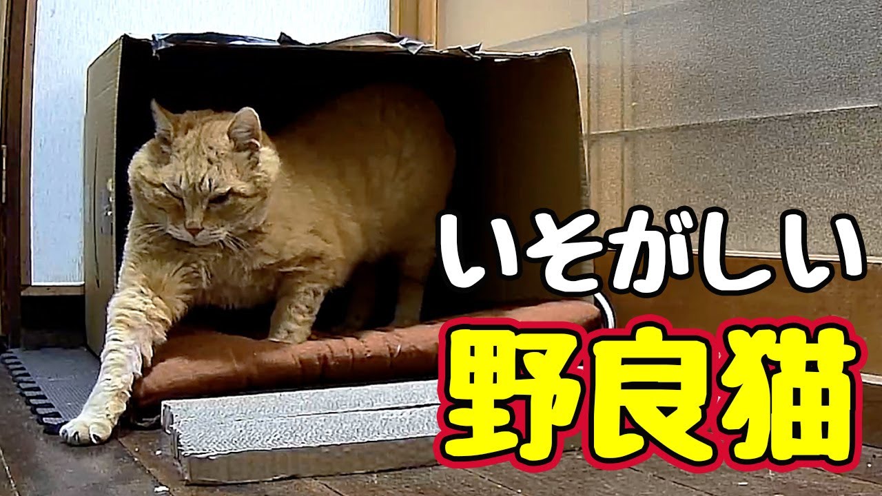 みんな仕事 熱心な様で…【野良猫】