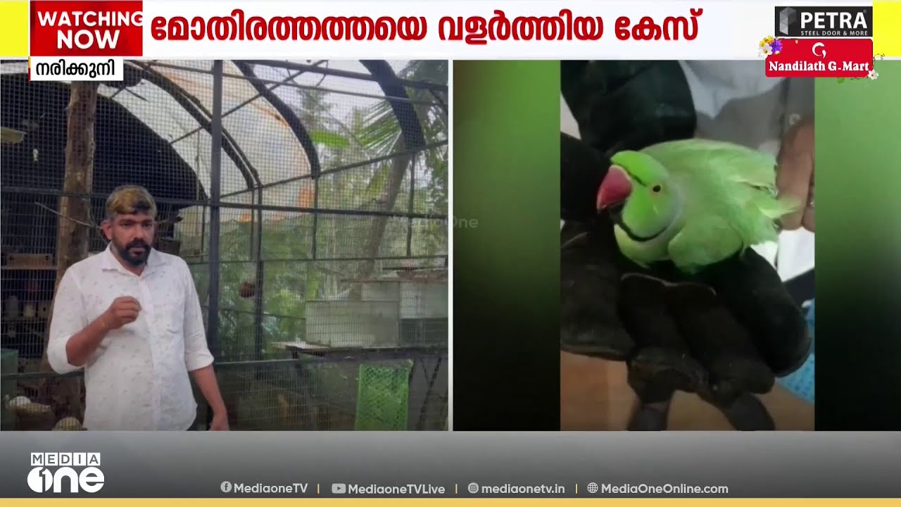 'കെണി വച്ച് പിടിച്ചതല്ല, രക്ഷിച്ചതാണ്'; കോഴിക്കോട്ട് മോതിര തത്തയെ വളർത്തിയതിന് കേസെടുത്തതിൽ യുവാവ്