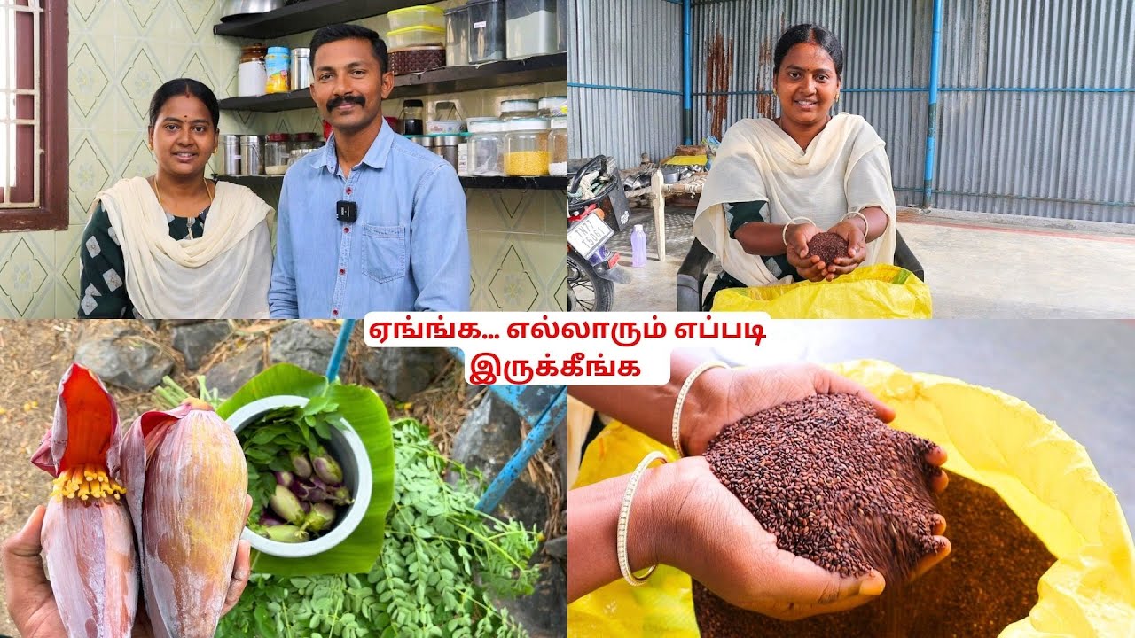 திரும்ப வந்துட்டோம்😍| நம்ம தோட்டத்தில் விளைந்த எள்ளு விளைச்சல் | Vetri Priya Vlogs