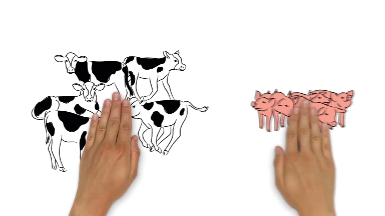 Tiergesundheit - die Basis der Schweine- und Rinderzucht
