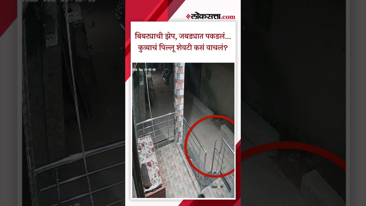 बिबट्यासमोर कुत्र्याचं पिल्लू, झेप घेतली अन् नंतर कसं वाचलं?