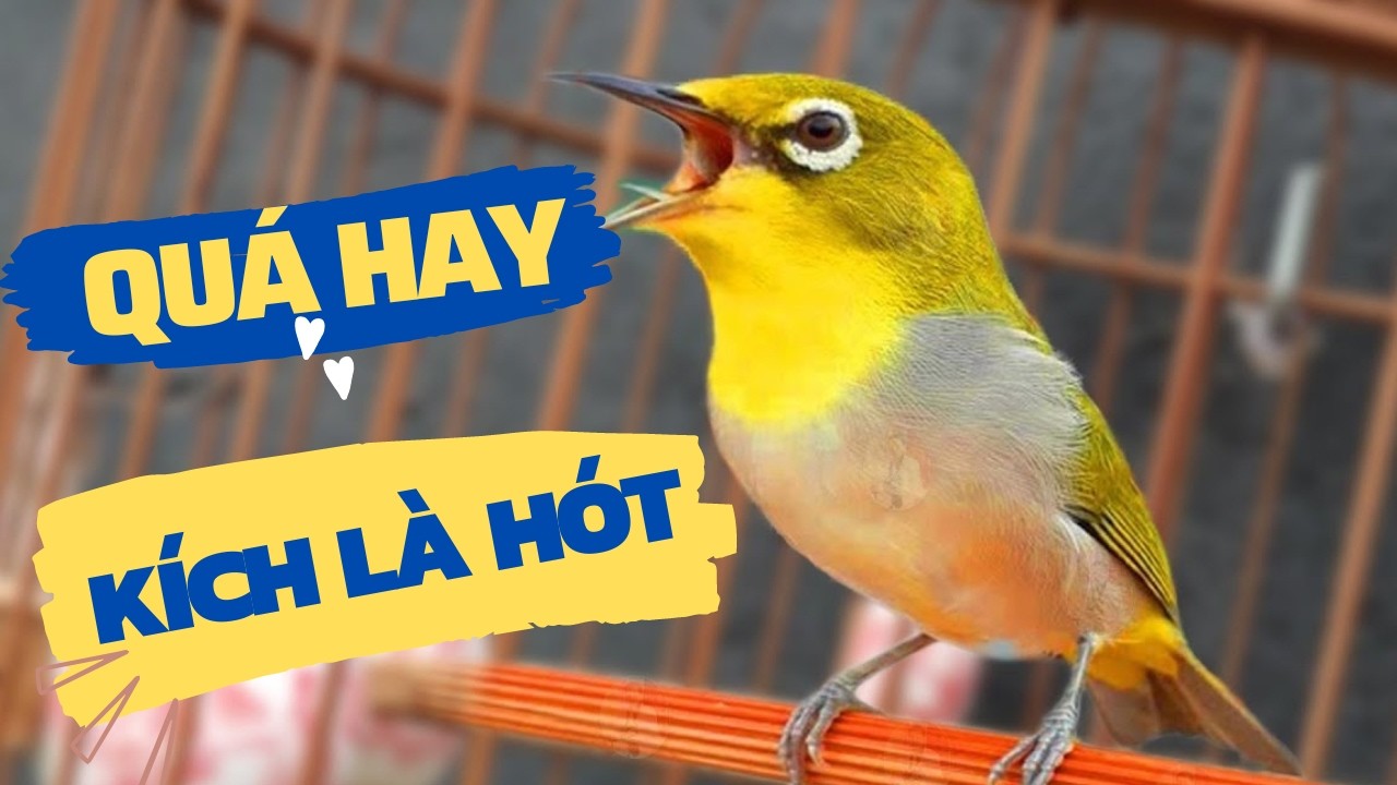 Khuyên líu kích bổi | SIÊU HAY Kích lửa vành khuyên líu đấu | Vành khuyên líu đấu. khuyên líu