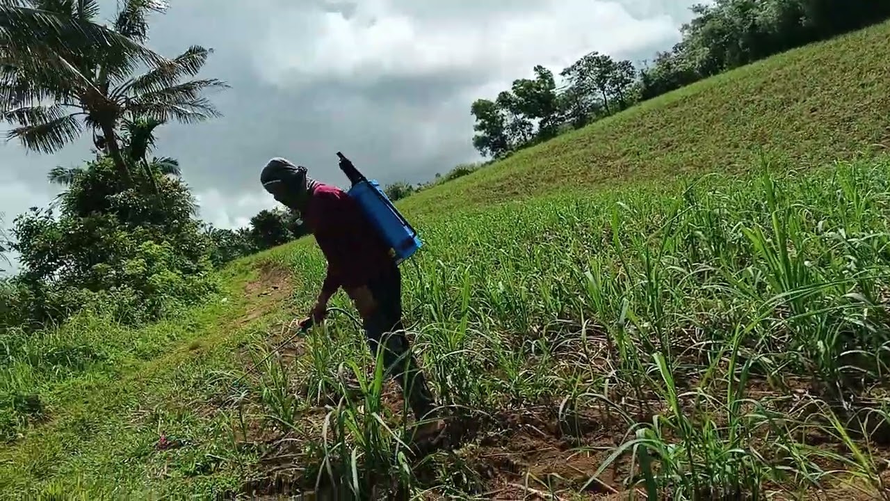 DIURON and 2,4-D AMINE Herbicide Ang Gamit namin pang spray sa tubohan